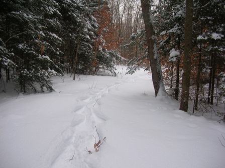 Looking back on my snowshoe trail